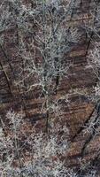 Winter season aerial top down view. Aerial drone view of winter snowy trees Vertical video