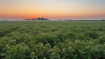 langzaam beweging boekweit veld- Bij zonsondergang, boer agrarisch Product natuurlijk. . video