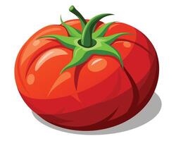 Big ripe red fresh cut tomato on white background vector