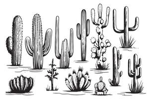 Set of cacti sketch hand drawn illustration Plants vector