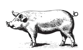 Farm Pig sketch hand drawn in doodle style vector