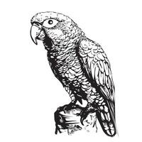 Parrot sitting hand drawn sketch vector