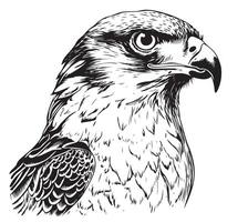 águila bosquejo mano dibujado grabado estilo ilustración vector