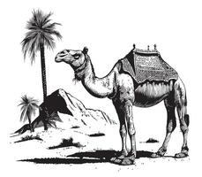 Camel in the desert sketch drawn in doodle style illustration Traveling vector