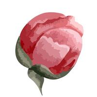 Watercolor peony head for floral design. Flower, bud. watercolor peonies vector