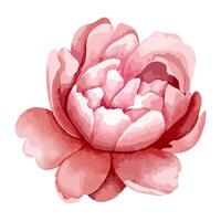 Watercolor peony head for floral design. Flower, bud. watercolor peonies vector