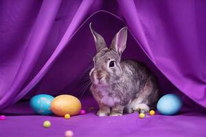 A rabbit with a face and ears sticking out of a purple background. photo