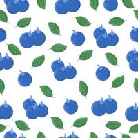 Seamless pattern with blueberries on a white background. vector