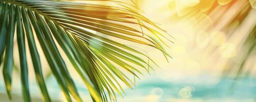 Beautifully blurred green palm leaf on a tropical beach with an abstract background of sun light waves. photo