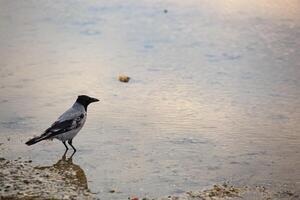 Grey lone crow with black wings standing on the beach in the water. Glare on the water. Overcast weather in Tallinn. Autumn. High quality photo