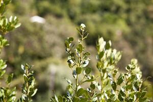 Tropical herb tree - bay leaf, a richly flavoured herb used as a cooking ingredient. Texture. Background. Montenegro, Europe. Horizontal photo