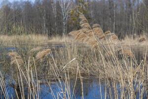 The river spills into the woods. Along the river grows tall, dry grass. Bare trees converging into a cornucopia, and a blue spring sky on a sunny day. Photo in high quality. Horizontal.