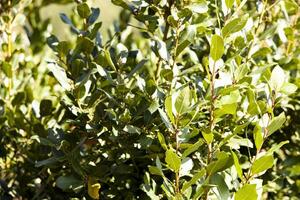 Tropical herb tree - bay leaf, a richly flavoured herb used as a cooking ingredient. Texture. Background. Montenegro, Europe. Horizontal photo