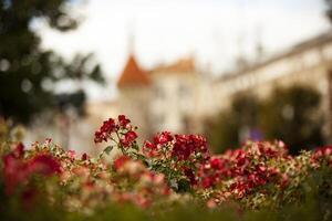 Red small geranium-like flowers against the background of a castle with orange roofs and sharp peaks in Tallinn. Banner. Horizontal photo