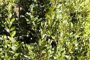 Tropical herb tree - bay leaf, a richly flavoured herb used as a cooking ingredient. Texture. Background. Montenegro, Europe. Horizontal photo