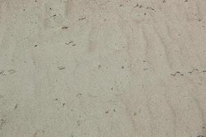 Close-up of yellow sand texture with dark algae and blades of grass on a beach in summer. Full frame shot. Horizontal. Background. photo