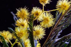 The yellow flowers of the mimosa. Golden flowers of acacia delbata. Postcard for Easter. Festive spring card with golden mimosa flowers. Background for banner. photo