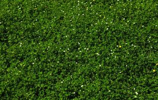 A field of green grass and blooming small light coloured flowers and dandelions, a lawn in spring. Background. Texture. Horizontal. photo