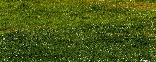 A field of green grass and blooming small light coloured flowers and dandelions, a lawn in spring. Background. Texture. Horizontal. photo