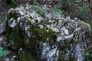 Close-up of a grey rock and a carpet of moss, creating a pattern of grass on the rock. Texture. Background. photo