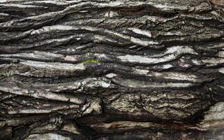 White and gray texture of birch bark and moss. The wavy texture looks voluminous and smells like fall. For the design. Photo in high quality.