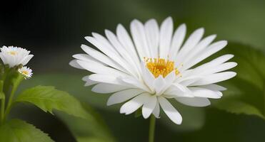 Blooming Splendor A Majestic White Flower Amidst a Sea of Lively Yellow Blooms Nature's Captivating Display of Vibrancy and Beauty photo