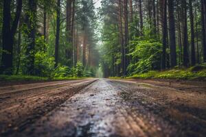 Empty forest road, ground level view. Beautiful nature, copy space. photo