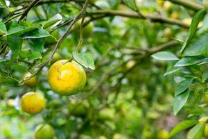 fresh tangerine orange on tree photo