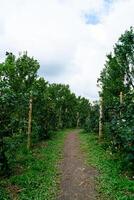 jardín de naranjas mandarinas o granja de naranjas foto