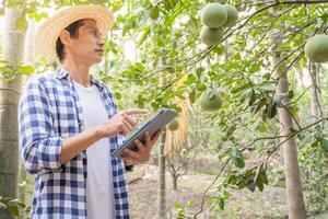 orgánico agricultura, Fruta granja. agricultores volver a comprobar calidad grabar en solicitud en tableta. pomelo crecer naturalmente, ecológico biológico, saludable, tecnología, no tóxico, cosecha, científico , academia foto