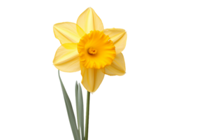 Yellow Daffodil On Transparent Background png