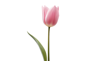 Delicate Pink Tulip On Transparent Background png