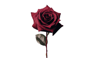 A Rich Burgundy Rose On Transparent Background png