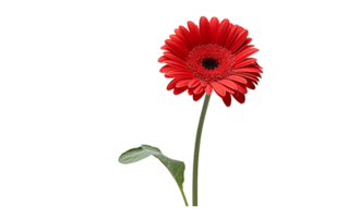 un ardiente rojo gerbera margarita en transparente antecedentes png