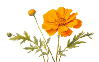 Ringelblume Eleganz auf transparent Hintergrund png