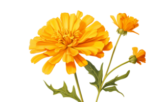 Wesen von Ringelblume auf transparent Hintergrund png