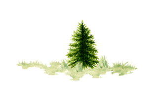 aquarelle illustration de une Naturel paysage élément. forêt faune scène avec vert herbe, conifère arbre, épicéa, pin, sapin. pour composition compositions sur le thème de forêt, tourisme, Voyage. png