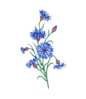 acuarela ilustración de un composición de azul acianos flores botánico composición elemento aislado desde antecedentes. adecuado para productos cosméticos, aromaterapia, medicamento, tratamiento, cuidado, diseño, png