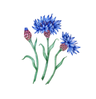 Watercolor illustration of a composition of blue cornflowers flowers. Botanical composition element isolated from background. Suitable for cosmetics, aromatherapy, medicine, treatment, care, design, png