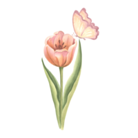 Tulip pink with butterfly. Watercolor garden flower. Isolated hand drawn illustration of spring summer blossom. Meadow plant and insect. Botanical drawing template for card, print, package, textile. png