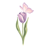 Tulip purple with butterfly. Watercolor garden flower. Isolated hand drawn illustration of spring summer blossom. Meadow plant and insect. Botanical drawing template for card, print, package, textile. png