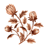 bloem chrysant in waterverf, monochroom, geïsoleerd. hand- getrokken botanisch illustratie in bruin kleur. wijnoogst bloemen tekening sjabloon voor behang, textiel, scrapbooken. png