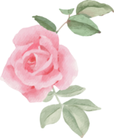 aquarelle épanouissement rose Rose fleur bouquet couronne Cadre png