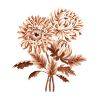 Chrysanthemum flower bouquet watercolor, monochrome, isolated . Hand drawn botanical illustration brown color. Vintage floral drawing template for wallpaper, textile, scrapbooking. png
