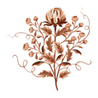 blomma krysantemum i vattenfärg, svartvit, isolerat . hand dragen botanisk illustration i brun Färg. årgång blommig teckning mall för tapet, textil, scrapbooking. png