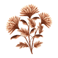 Chrysanthemum flower bouquet watercolor, monochrome, isolated. Hand drawn botanical illustration brown color. Vintage floral drawing template for wallpaper, textile, scrapbooking. png