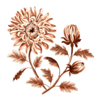 Flower chrysanthemum in watercolor, monochrome, isolated. Hand drawn botanical illustration in brown color. Vintage floral drawing template for wallpaper, textile, scrapbooking. png