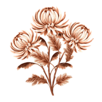 chrysant bloem boeket waterverf, monochroom, geïsoleerd . hand- getrokken botanisch illustratie bruin kleur. wijnoogst bloemen tekening sjabloon voor behang, textiel, scrapbooken. png