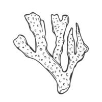 isolated simple contour coral template. Colorless black line coral branch outline doodle sketch. vector