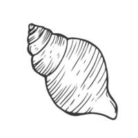 Doodle sea shell sketch ink vector